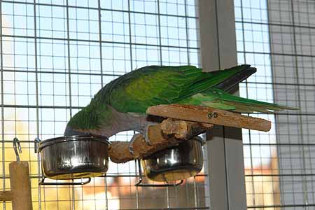 Chico_2503_02