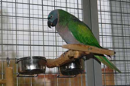 Chico_2503_03