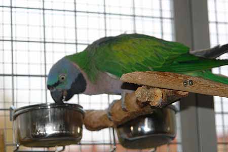 Chico_2503_05