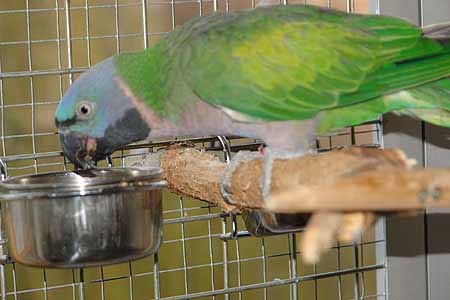 Chico_2503_09