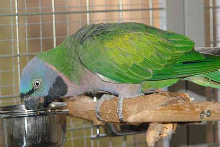Chico_2503_11