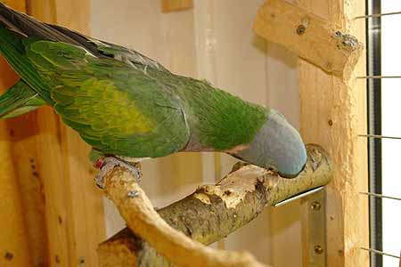 Chico_2803_01