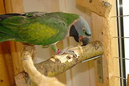 Chico_2803_04