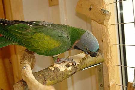 Chico_2803_08