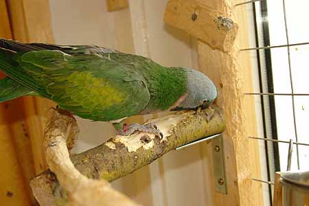 Chico_2803_11