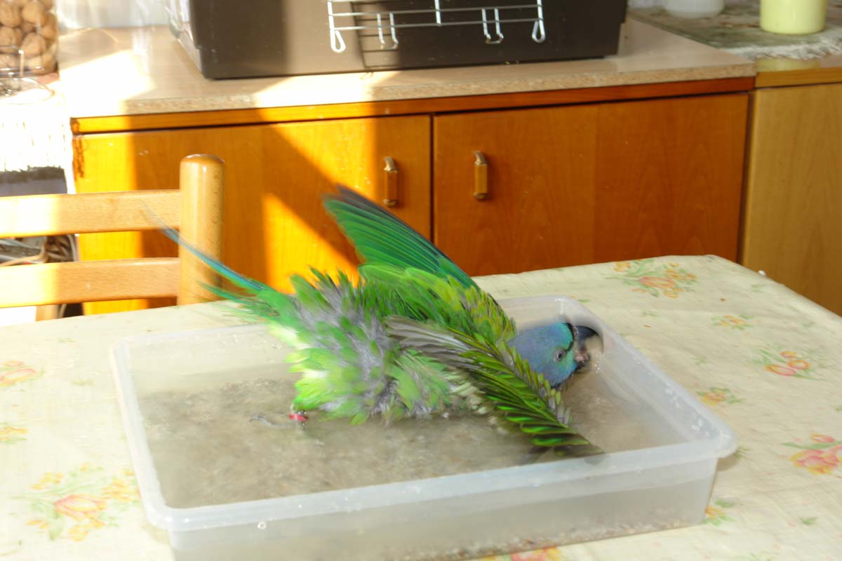 Chico_Bad_02