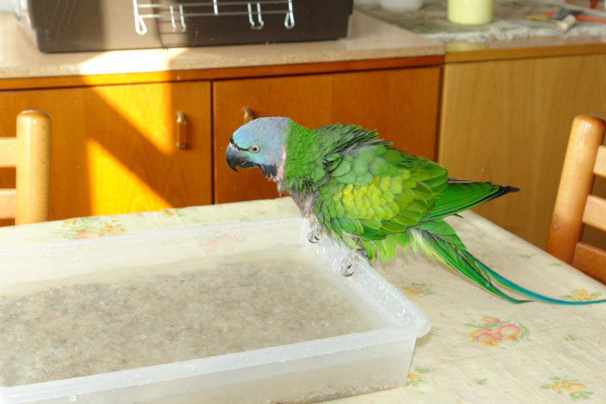 Chico_Bad_07