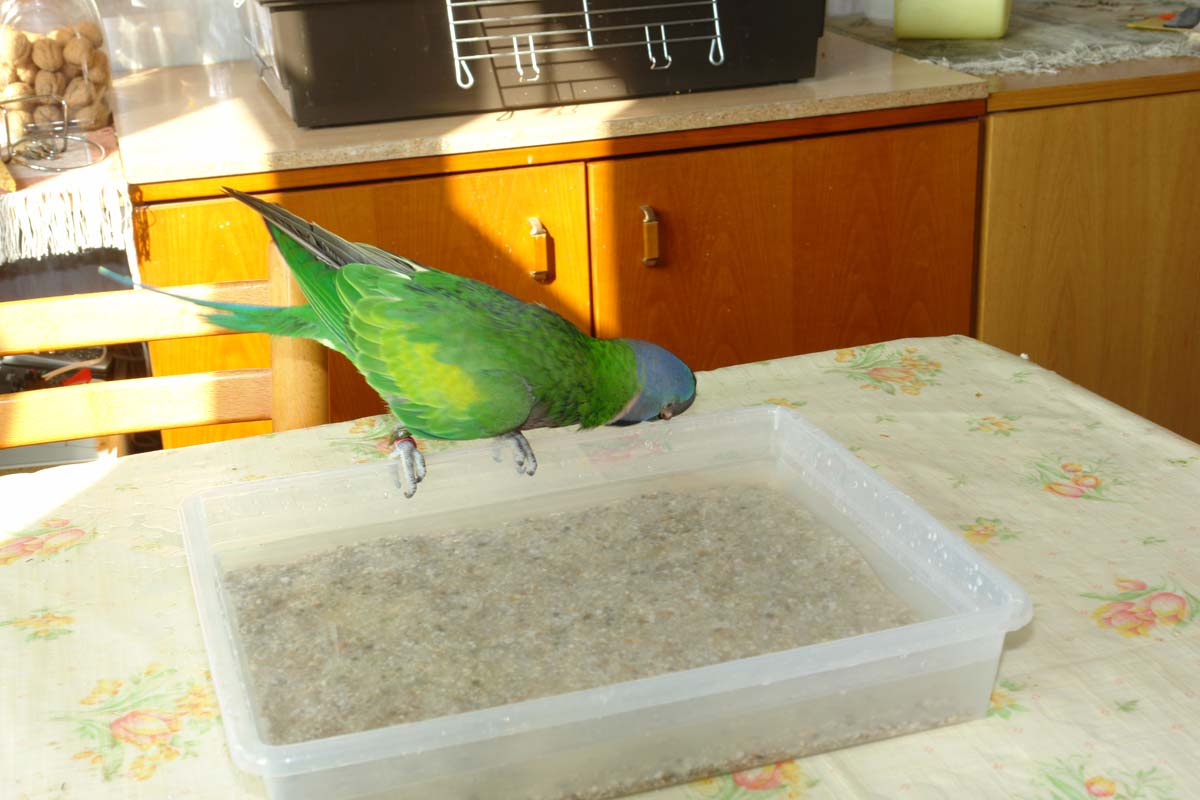 Chico_Bad_09