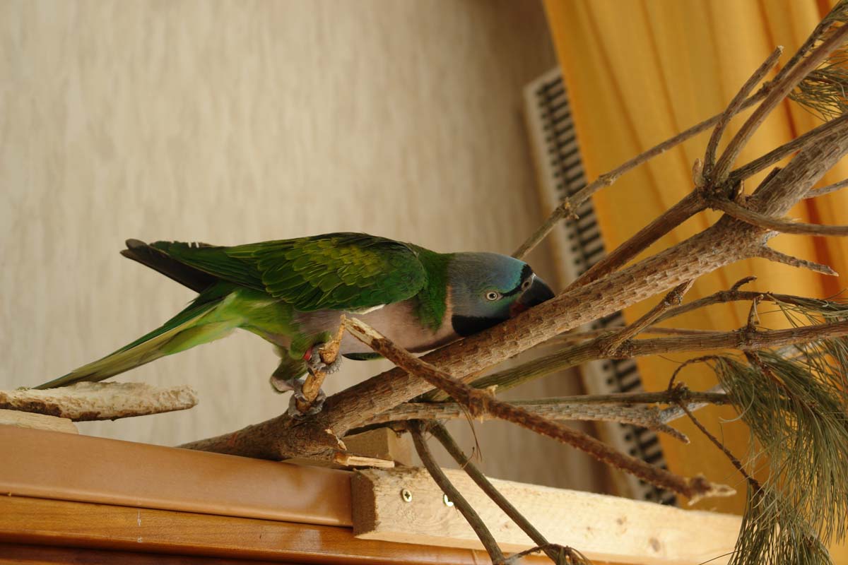 DSC05333