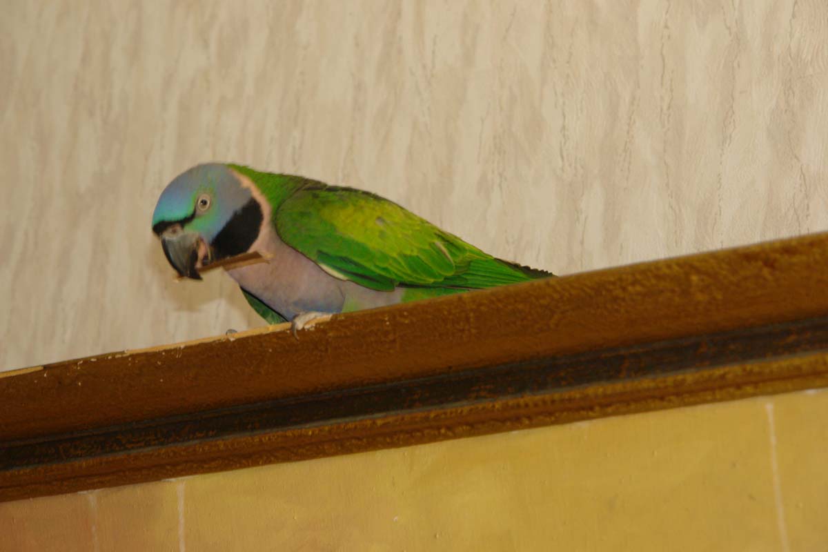 DSC05387