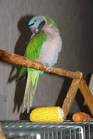 DSC05416_kl
