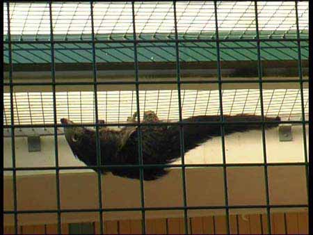Binturong_1