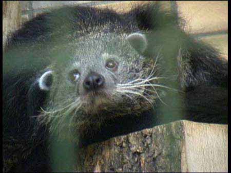 Binturong_2