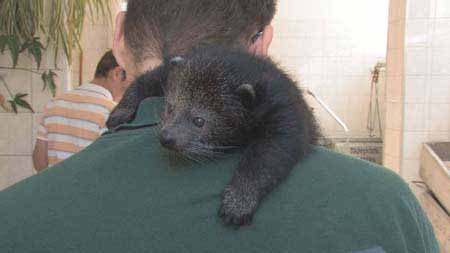 Binturong_3