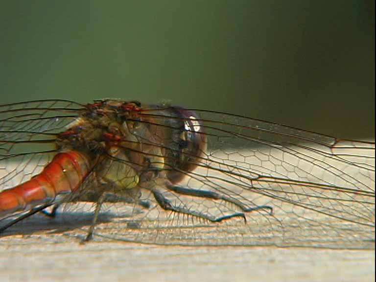 Braune_Libelle_2
