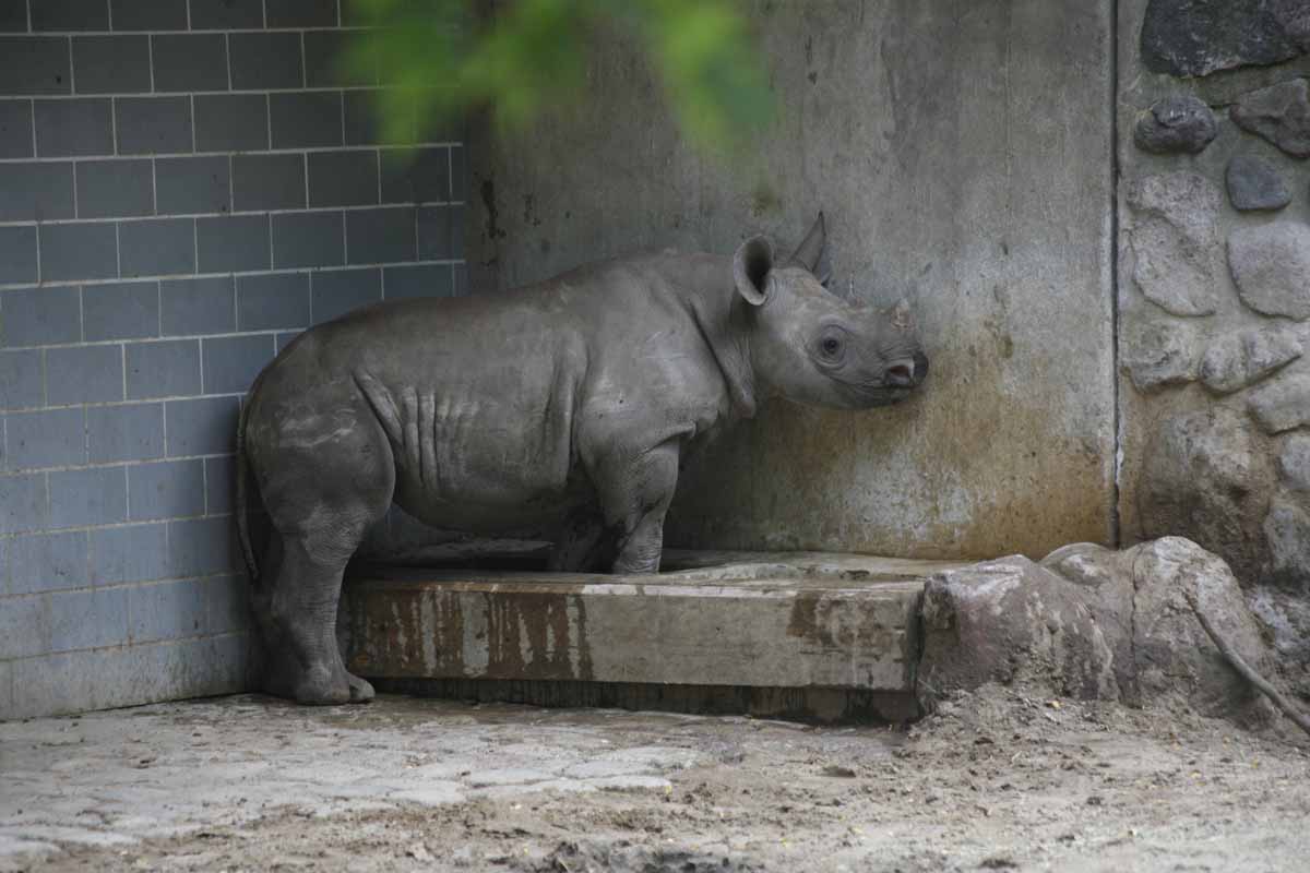 Breitmaulnashorn_1