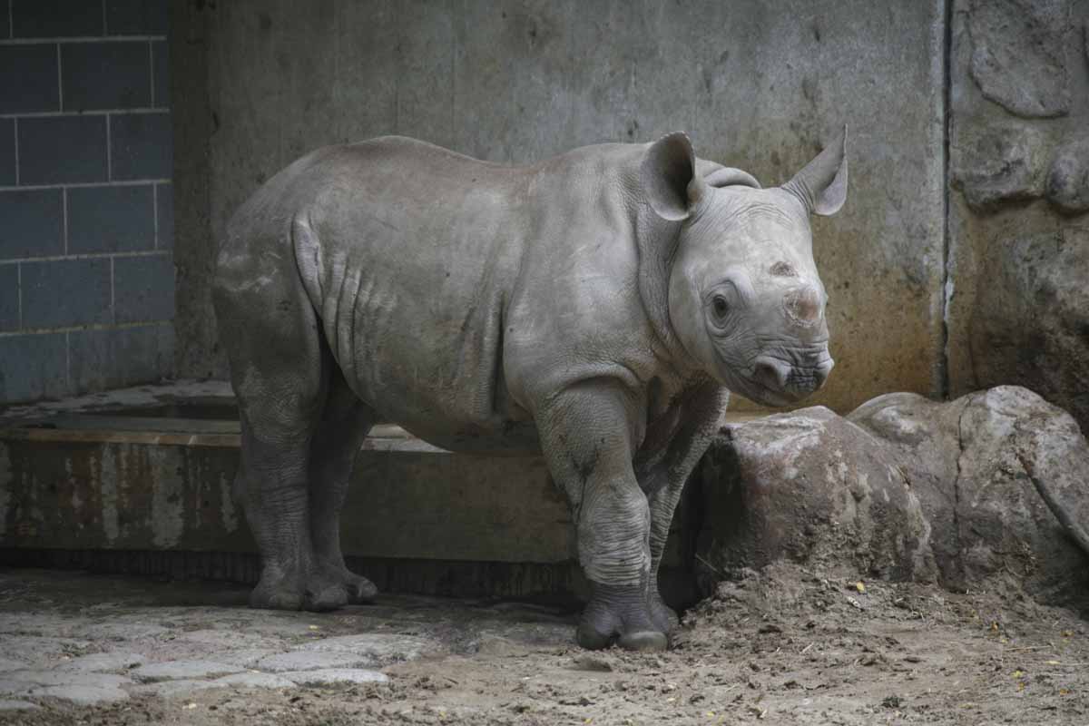 Breitmaulnashorn_2