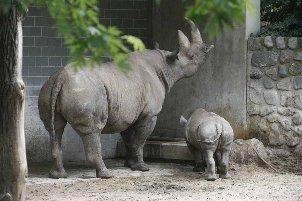 Breitmaulnashorn_3