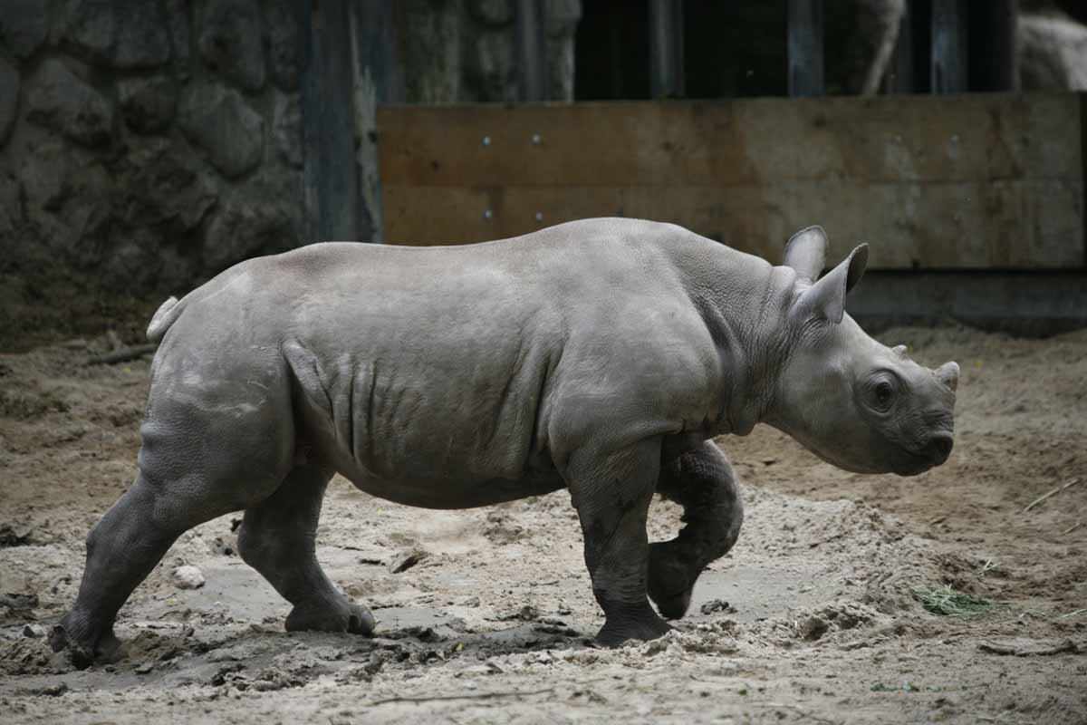 Breitmaulnashorn_5