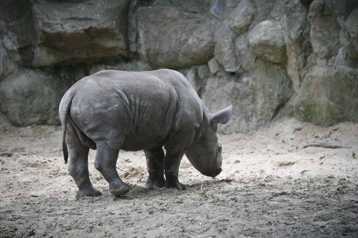 Breitmaulnashorn_6