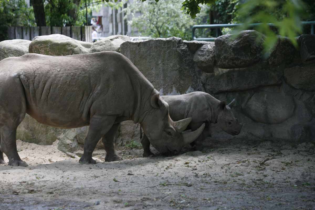 Breitmaulnashorn_7