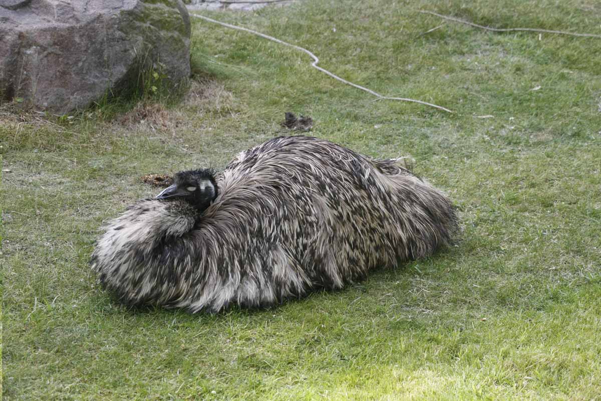 Emu_1