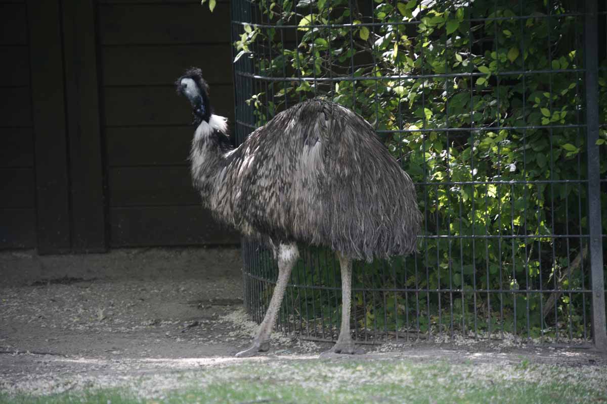 Emu_2