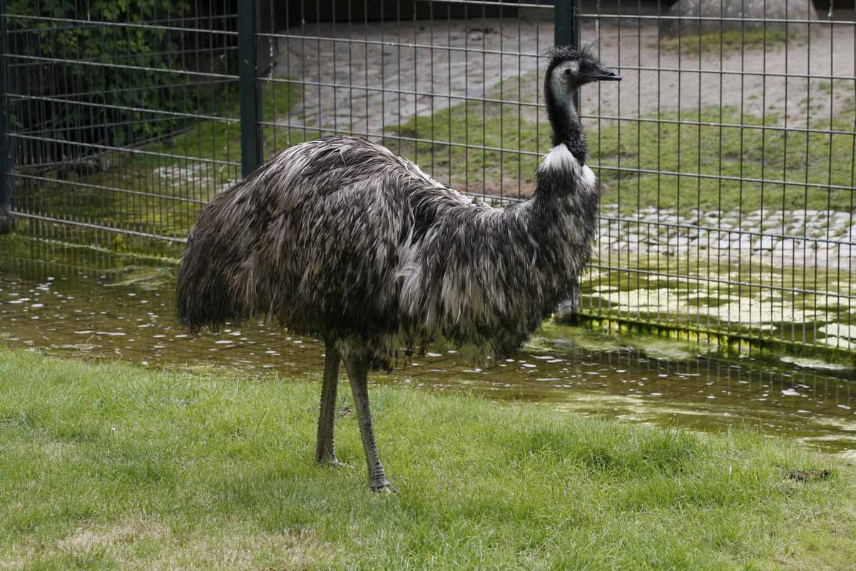 Emu_3