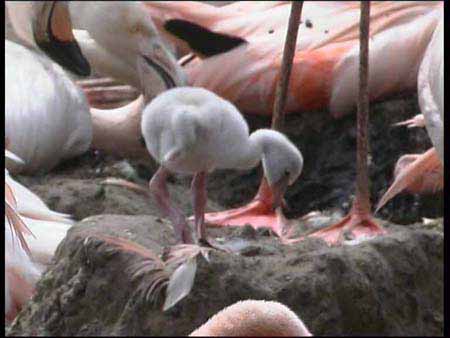 Flamingo