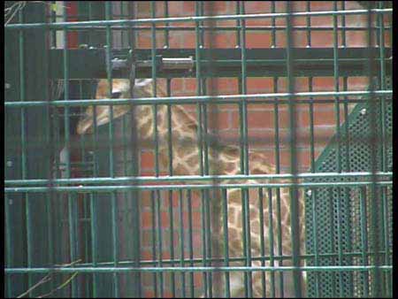 Giraffe_02