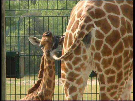 Giraffe_03