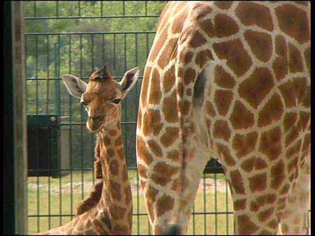 Giraffe_04