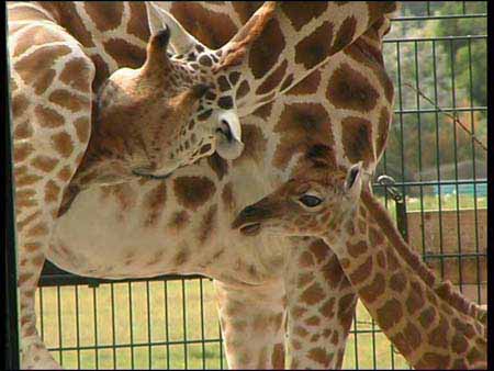 Giraffe_05