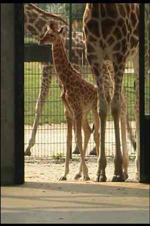 Giraffe_06