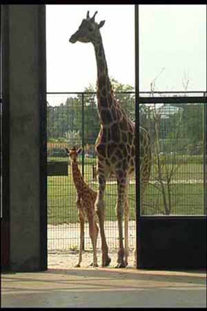 Giraffe_07