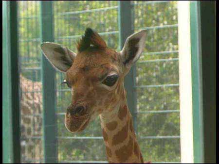 Giraffe_08