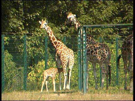 Giraffe_10