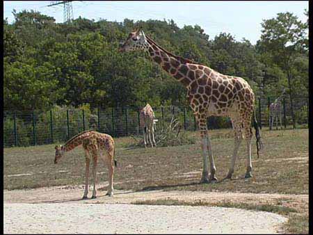 Giraffe_11