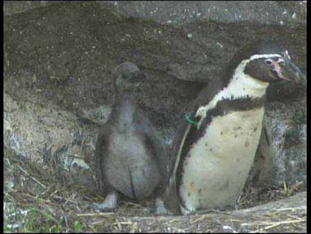 Humboldtpinguin