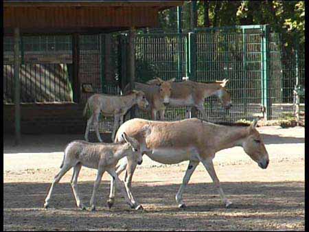 Kulan_3