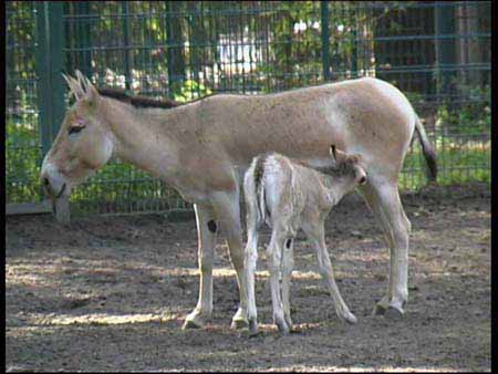 Kulan_4