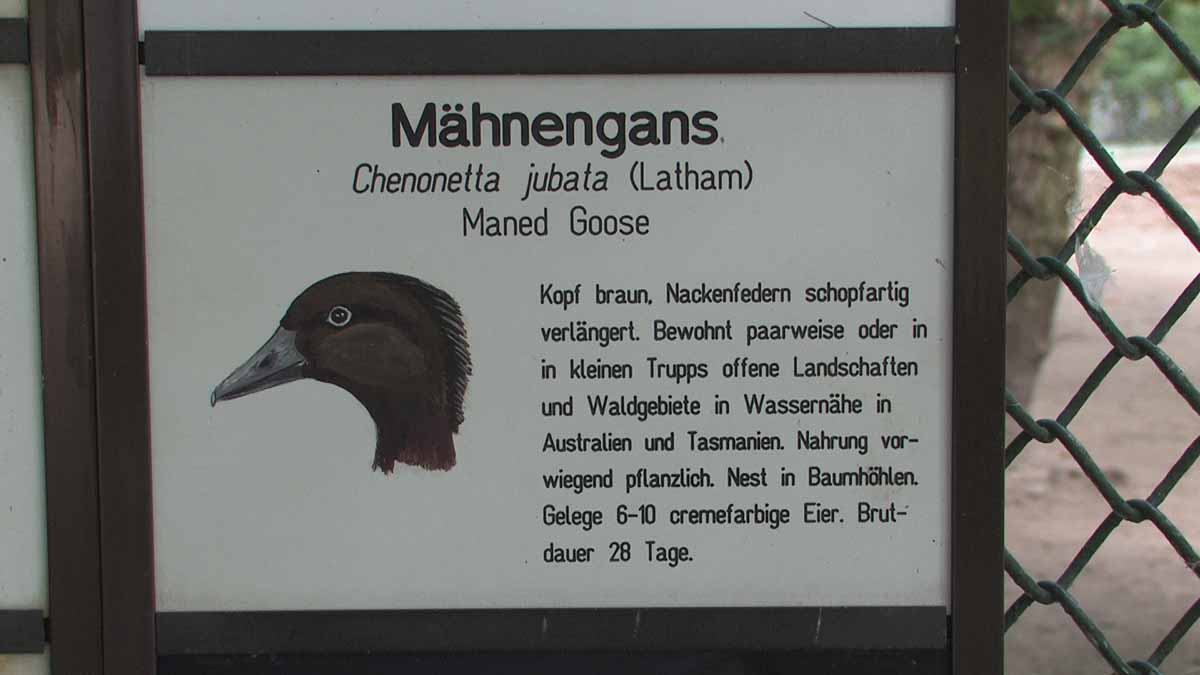 Maehnengans_S
