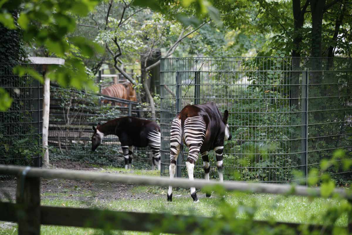 Okapi_1