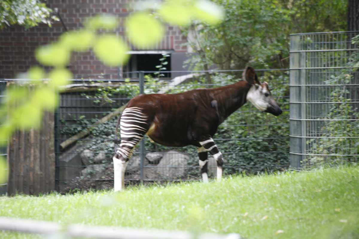 Okapi_2