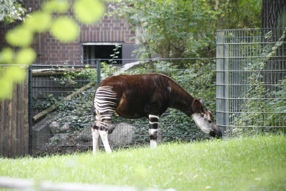 Okapi_3