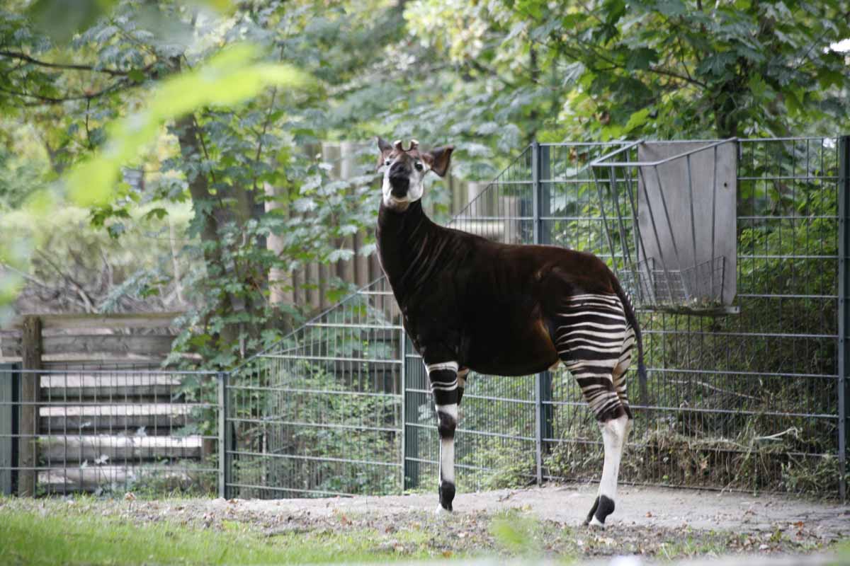 Okapi_4