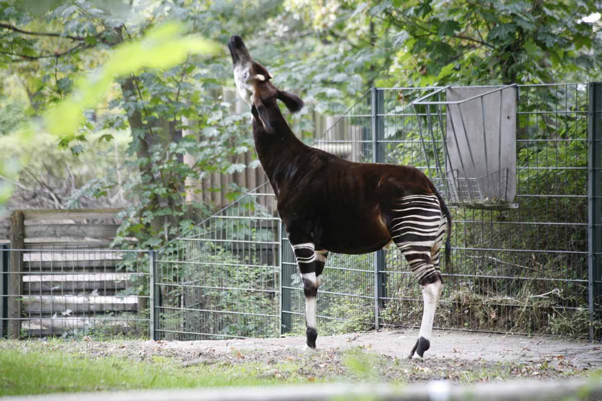 Okapi_5