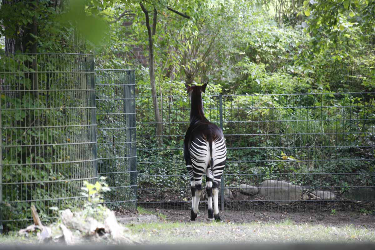 Okapi_6