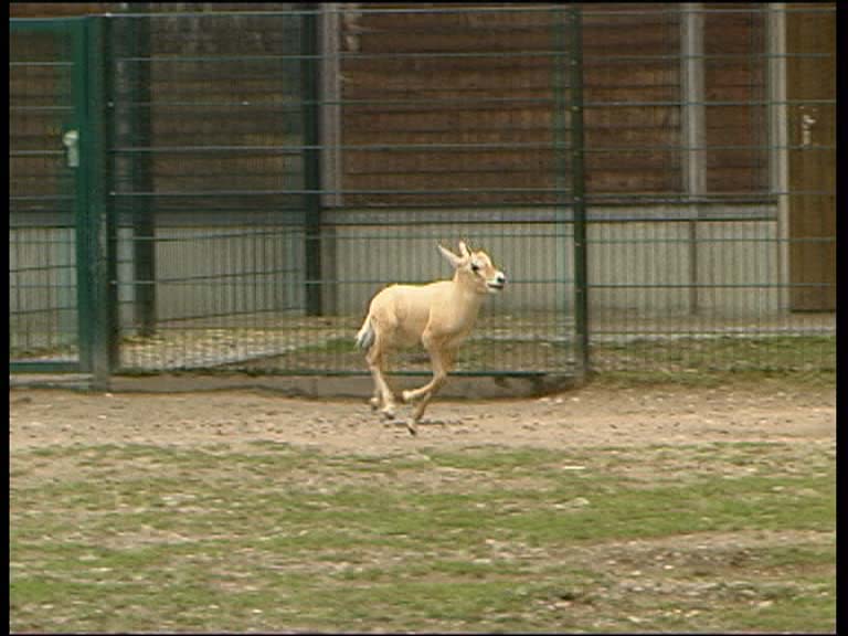 Arab. Oryxantilope_1