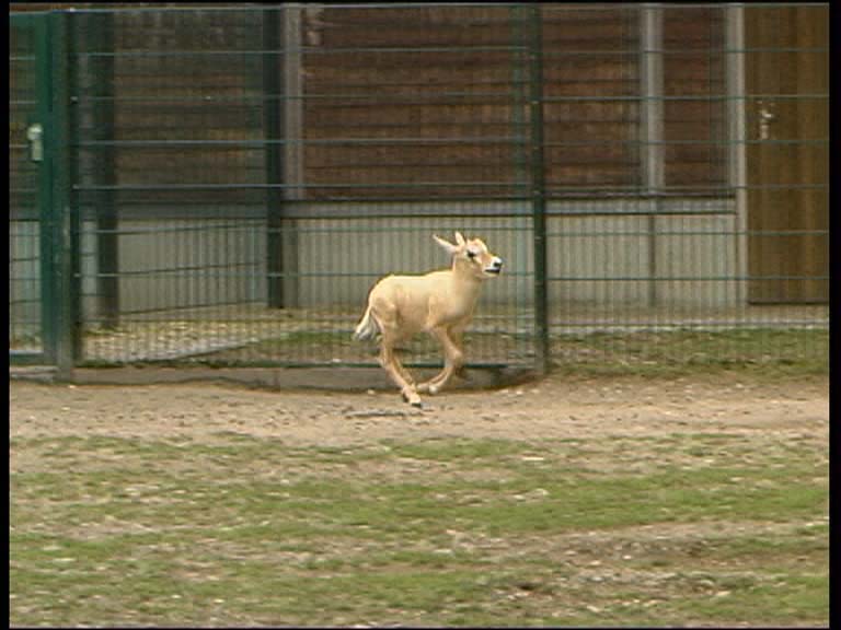 Arab. Oryxantilope_2